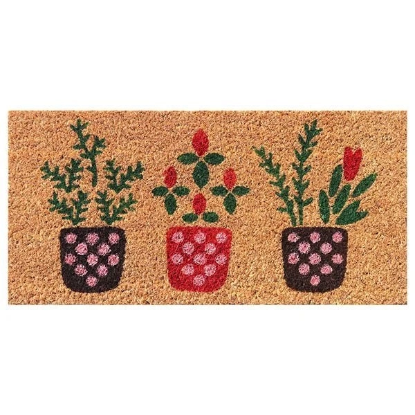 kiwistore148207