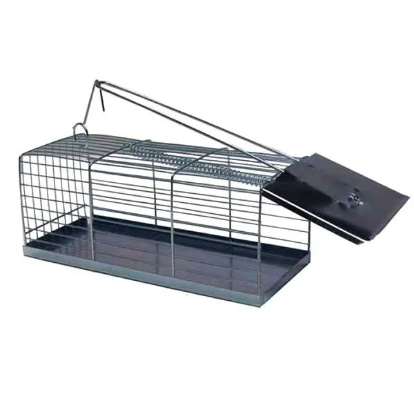 kiwistore216006